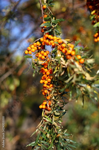 ripe sea buckthorn berries on the tree.