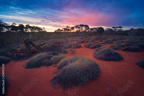 Desert landscape with porcupine grass and mallee, Yathong Nature Reserve, New South Wales, Australia photo