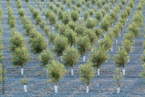 Young olive trees growing on huge olive trees plantation in Andalusia, Cordoba, Jaen, Malaga, Spain