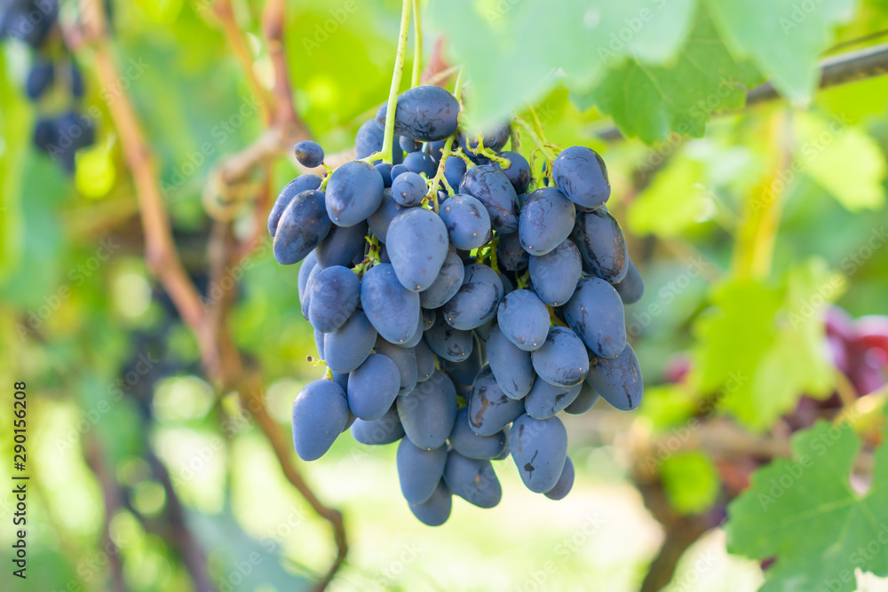 bunch of blue grapes on the vine and green leaves. Industrial Grape Garden bunch of blue grapes on the vine and green leaves. Industrial Grape Garden