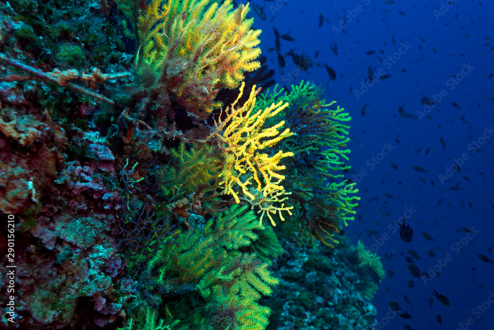 Obraz premium Coral reef from lastovo, Croatia