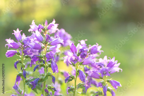 Flowers in the garden. Lilac  bluebell  under the bright sun. The buds wither before the fall.