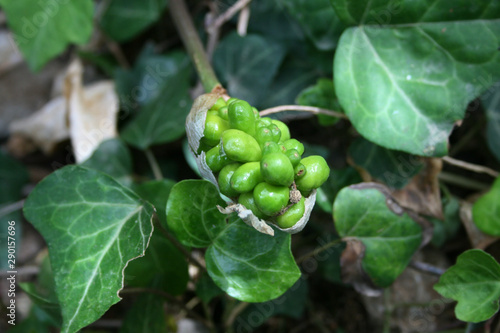 Gigaro Chiaro - Arum italicum