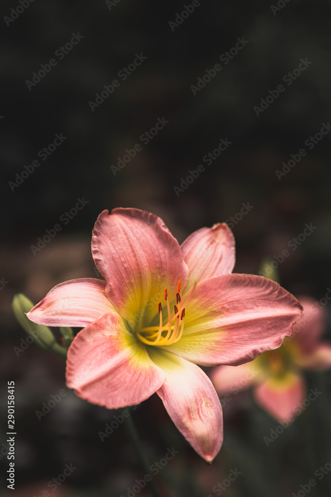 Fototapeta premium Pink lily on black background