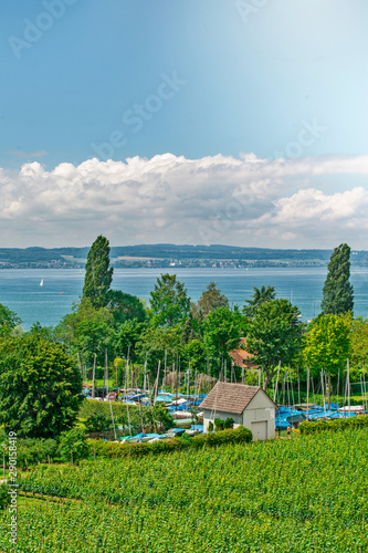 Curtural landscape with fruit plantation near Hagnau at lake Constance (Germany) photo