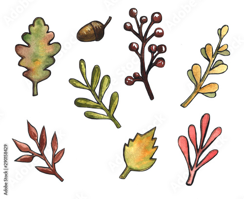 Watercolor illustration of yellow and red autumn leaves, Birch leaves, mountain ash,maple, oak. acorns, chestnuts and nuts. set of isolated objects