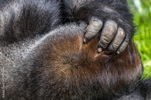 gorilla fingers
