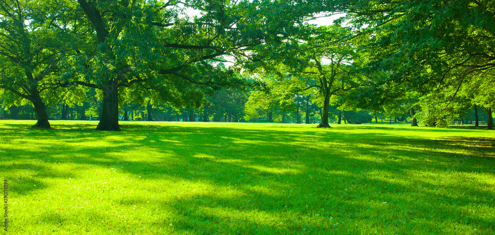 Obraz premium morning park