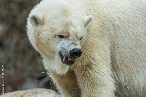 Angry polar bear