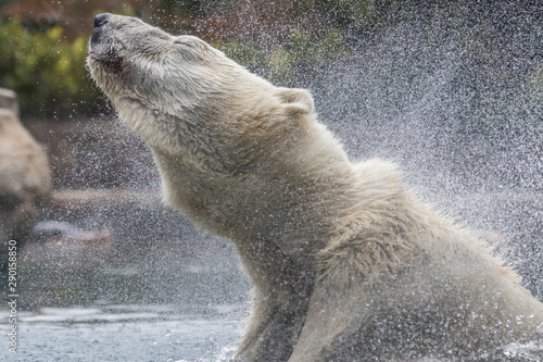Polar Bear water