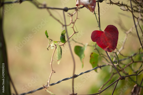Wild Rose Leaf Shaped Like Heart