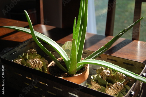 Aloe in the morning sun.