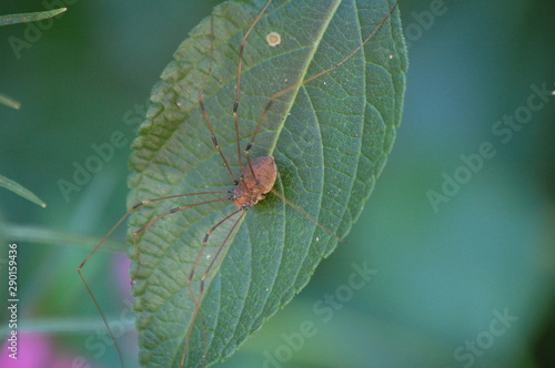 A spider on a leaf hoping for dinner.