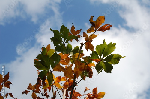 Ever changing buckeye leaves in the middle of Indian Summer.