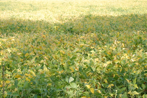 The soybeans are starting to turn a golden yellow in preparation for harvest.
