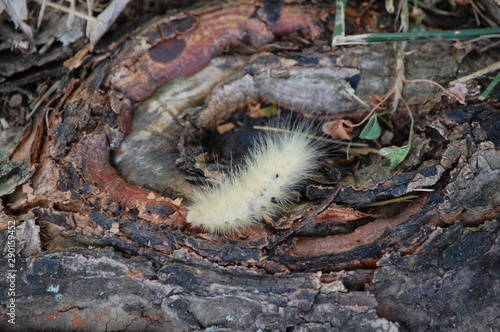 A caterpillar nestled in a tree root in the country.