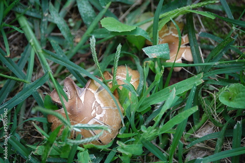 Three little mushrooms sitting in the grass.