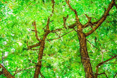 A different take on the branches of an old silver maple tree.