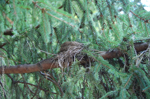 An abandoned robin's nest in a drooping pine tree.