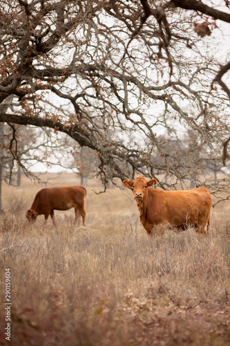 Cows in pasture in winter © Carrie