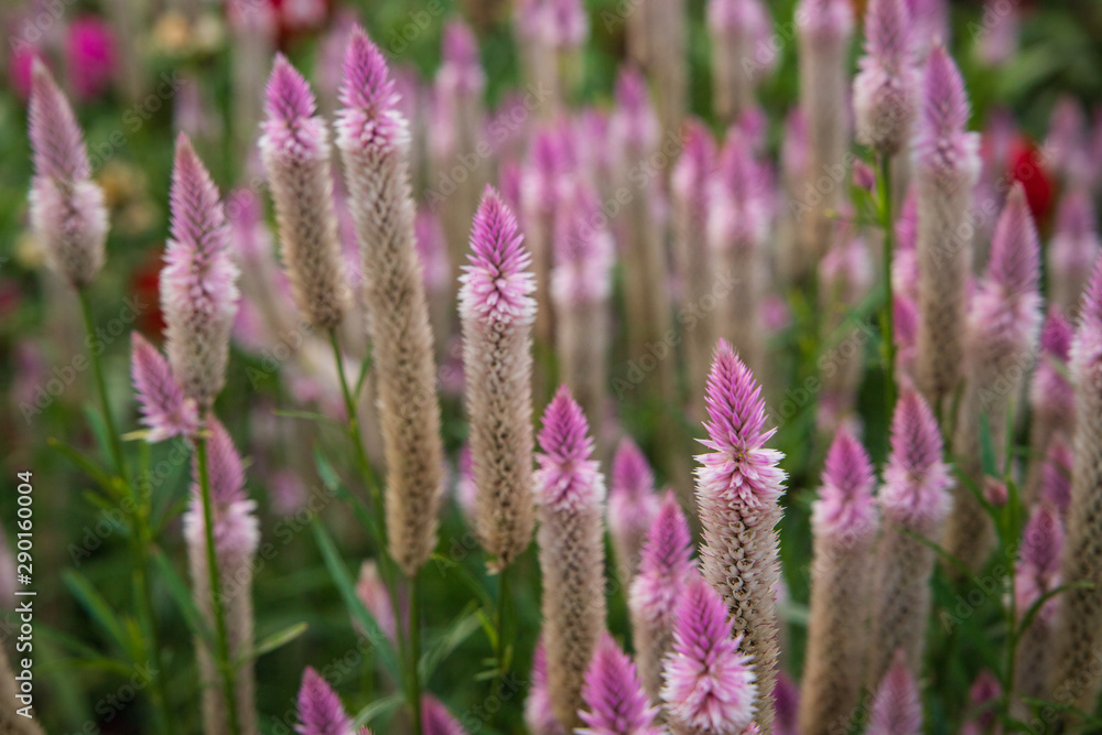 Flowers before autumn nightfall Flowers before autumn nightfall