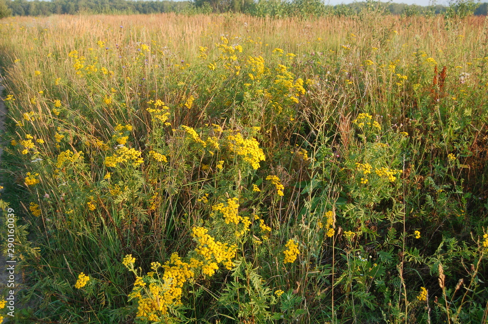 Obraz premium Russian field