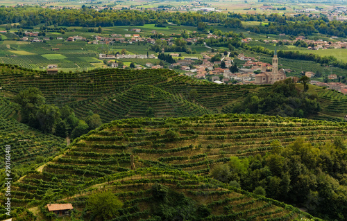Vineyards of Prosecco grapes in Treviso hills, in the background the Col san Martino town