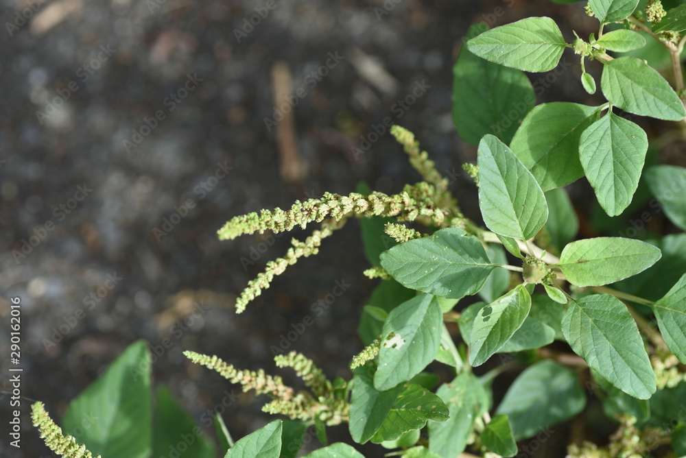 Slender amaranth (Green amaranth) / Slender amaranth (Amaranthus