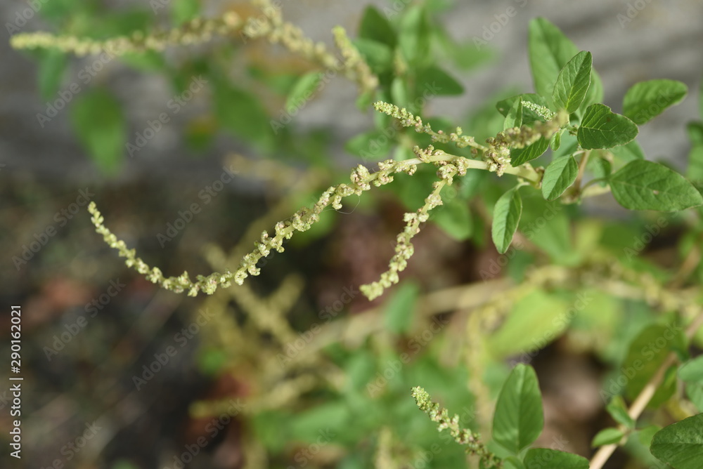 Slender amaranth (Green amaranth) / Slender amaranth (Amaranthus viridis) is a weed that grows on the roadside and leaves are edible. Slender amaranth (Green amaranth) / Slender amaranth (Amaranthus viridis) is a weed that grows on the roadside and leaves are edible.