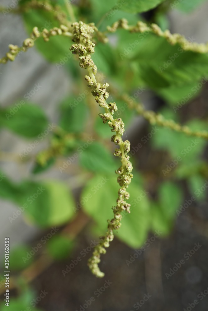 Slender amaranth (Green amaranth) / Slender amaranth (Amaranthus