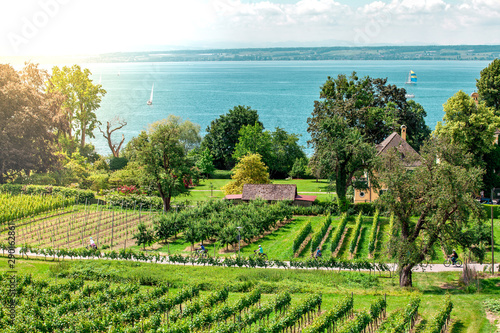 Curtural landscape with fruit plantation near Hagnau at lake Constance (Germany) photo