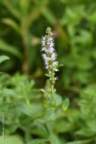 Japanese peppermint blooms white flowers from summer to autumn and gives off a refreshing aroma, which is used for fragrances and medicines.