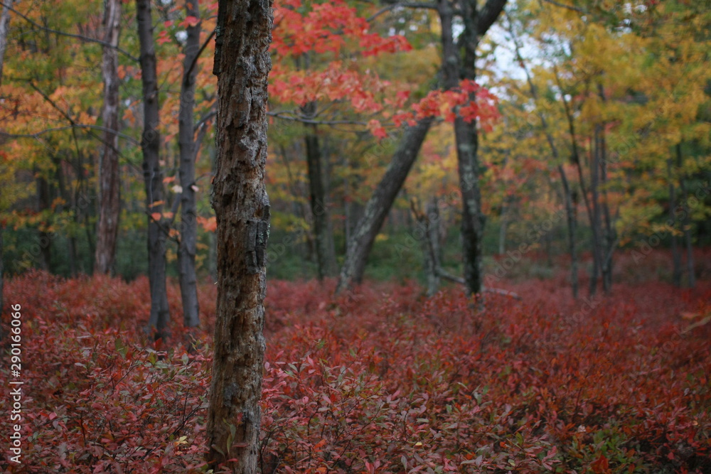 Fototapeta premium hike, fall, new england