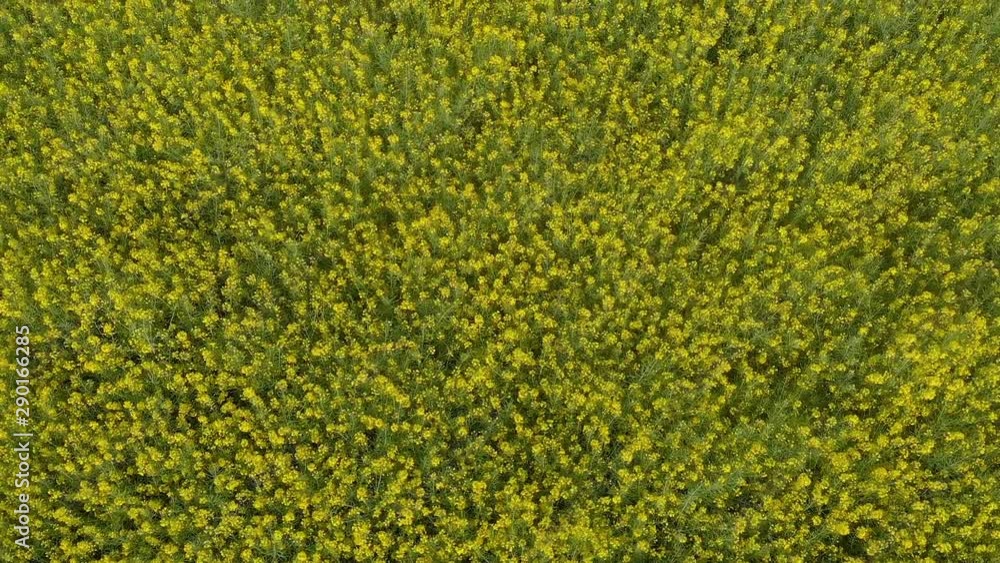 beautiful landscape with canola field under the blue sky (aerial) beautiful landscape with canola field under the blue sky (aerial)