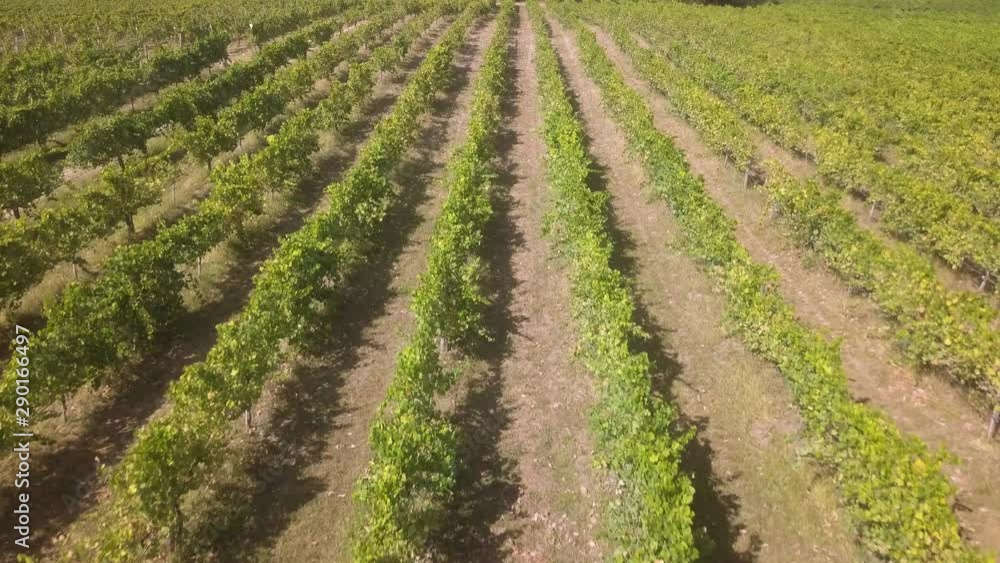 Aerial view, rows of grape vines, vineyard, Portugal Aerial view, rows of grape vines, vineyard, Portugal
