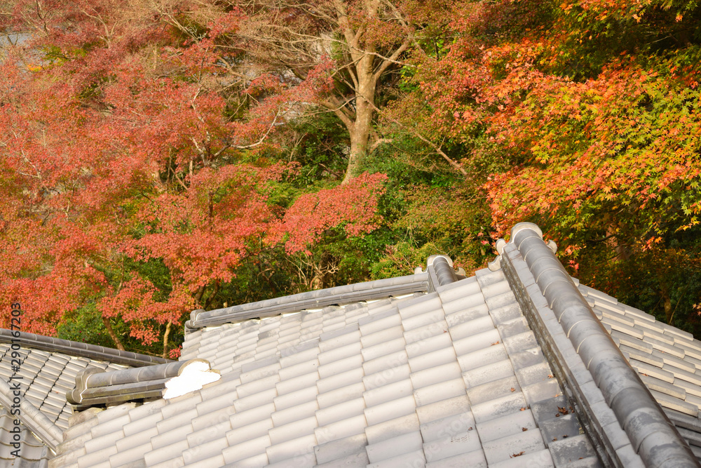 Fototapeta premium 紅葉