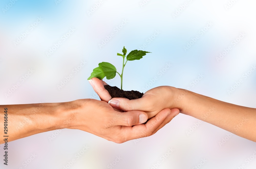 Green Growing Plant in Human Hands on beautiful natural background Green Growing Plant in Human Hands on beautiful natural background