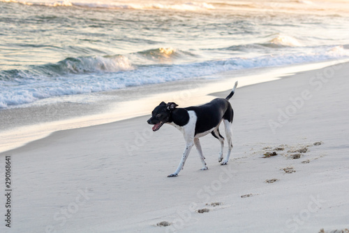 beautiful spring portrait of adorable Black Brazilian Terrier Dog in the beach on the sunset