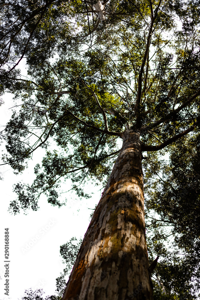 Fototapeta premium arbol 