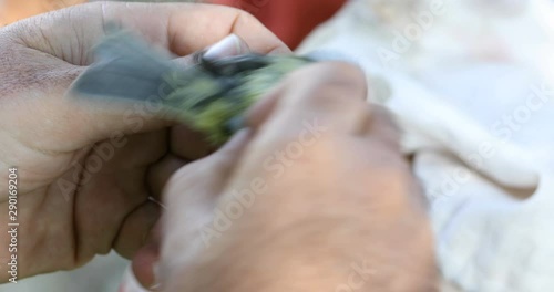 the ornithologist holds a small bird in his hands and measures the length of his wing and checks the general condition photo