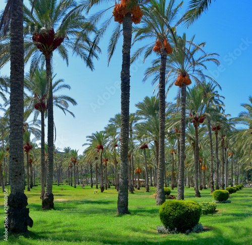 palm trees in the park summer time