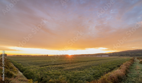 Sunrise over farmland in the Black Dirt section of Pine Island  NY  in late summer