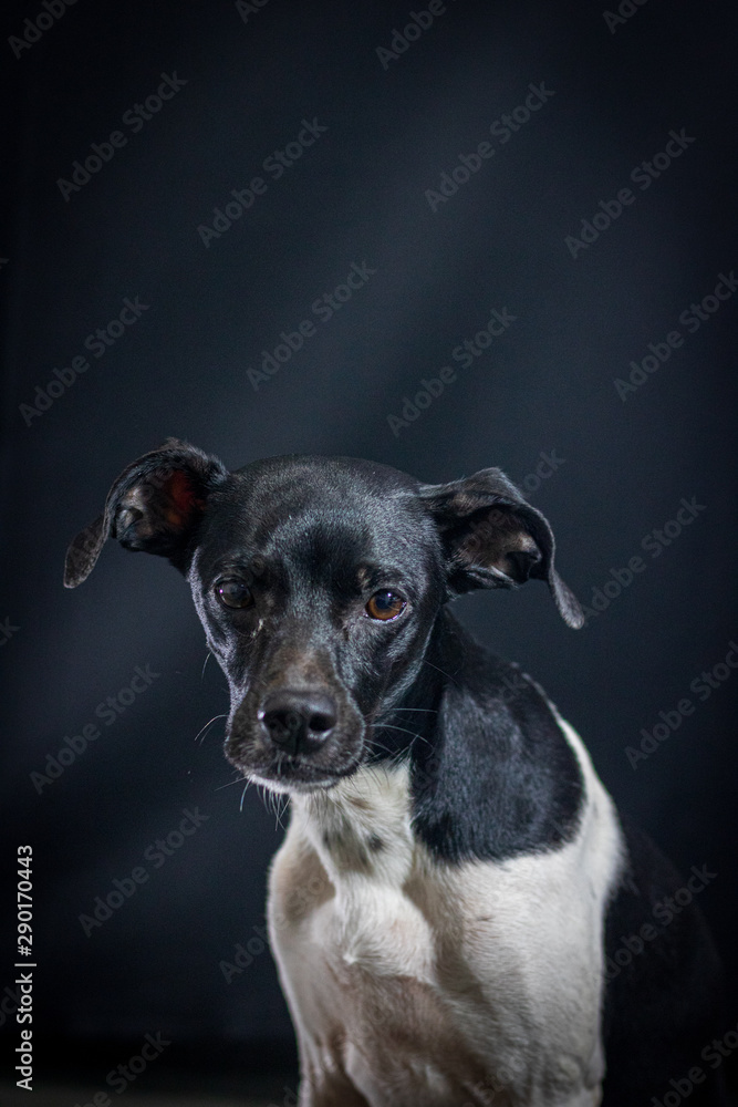 Black dog portrait with black background in the studio. Space for writing and advertising