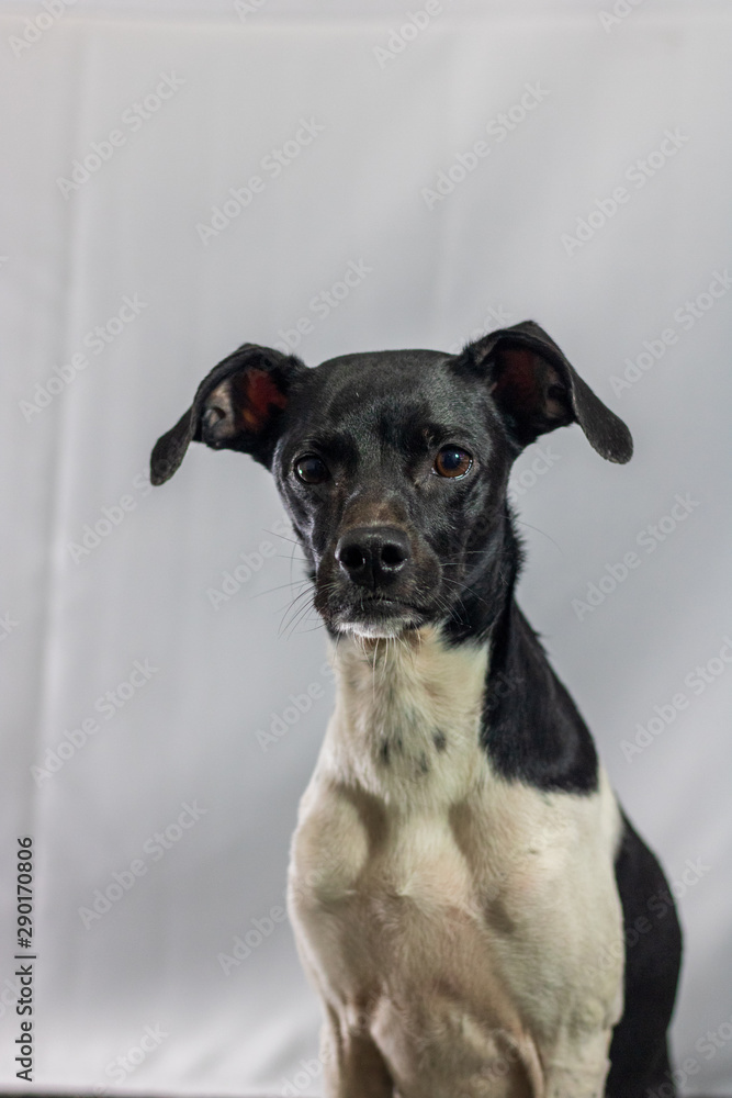 Black dog portrait with white background in the studio. Space for writing and advertising Black dog portrait with white background in the studio. Space for writing and advertising