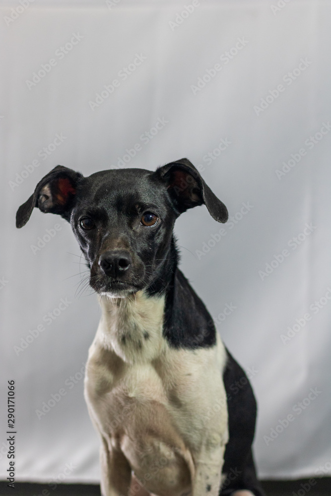 Black dog portrait with white background in the studio. Space for writing and advertising Black dog portrait with white background in the studio. Space for writing and advertising
