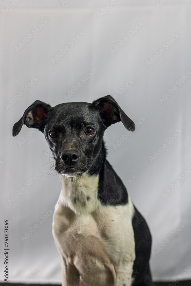 Black dog portrait with white background in the studio. Space for writing and advertising