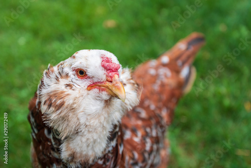portrait of a russian orloff hen