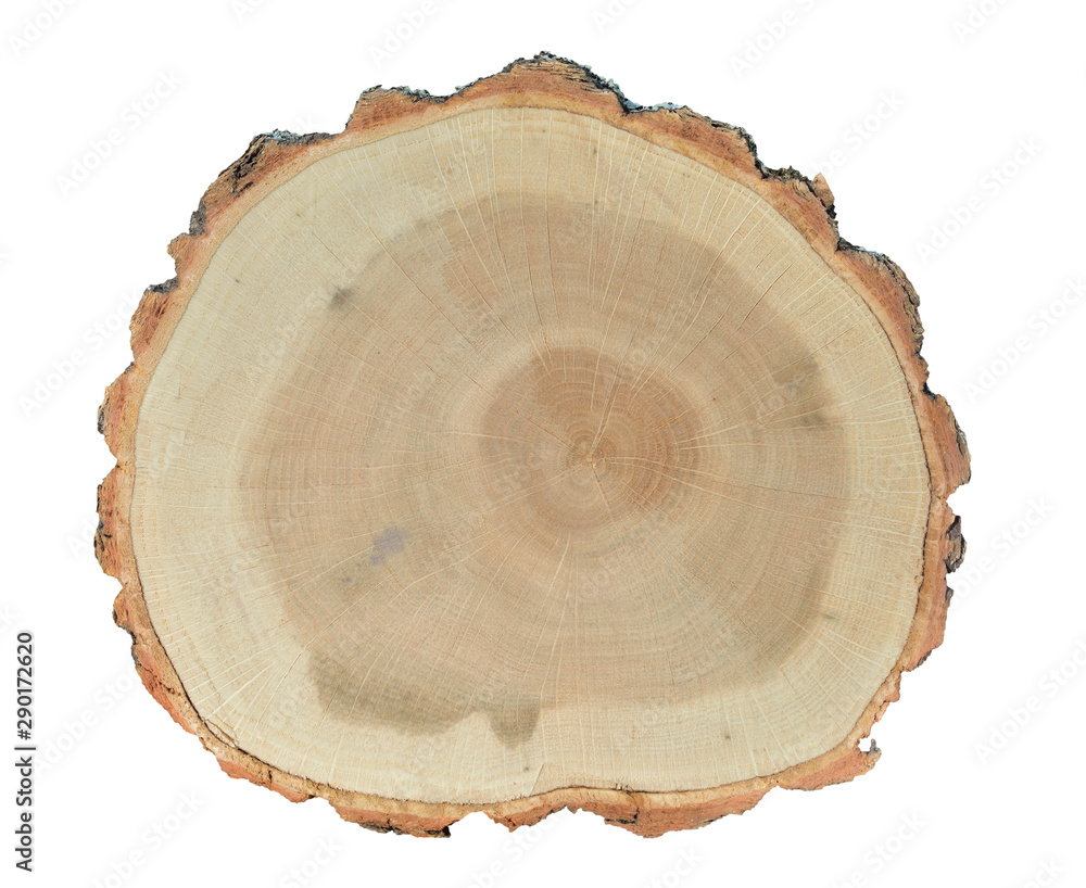 Cut of oak 12 Cut of oak 12