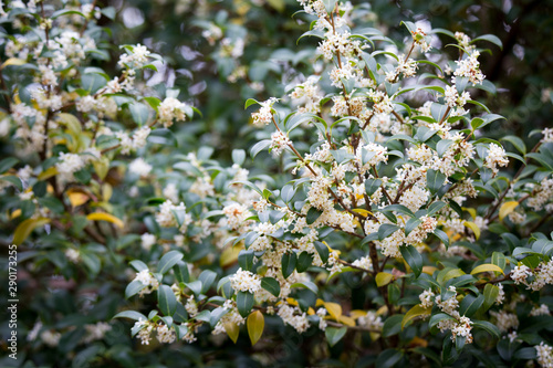 Burkwood Osmanthus in springtime, covered in white scented flowers photo