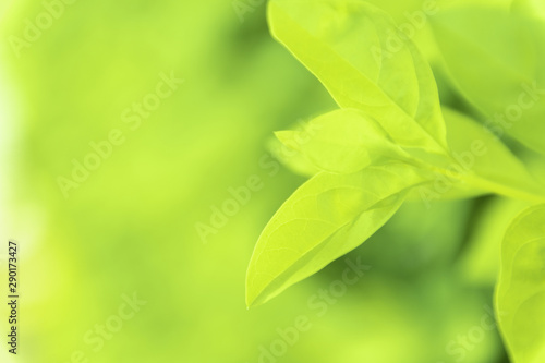 Close up green leaves of view texture green nature blurred background in park  garden or forest. Use to write or copy in empty space on green nature background.